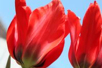 Tulipa tubergeniana.jpg