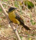 Unicolored Blackbird (Agelasticus cyanopus) female.jpg