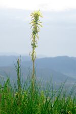 Asphodeline lutea - Sarı çiriş - Yellow Asphodel 03.JPG