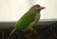Brown head barbet.JPG