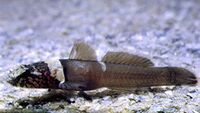 Chromogobius quadrivittatus.jpg