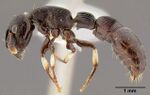 Cylindromyrmex striatus casent0106074 profile 1.jpg