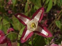 Epimedium grandiflorum 'Rose Queen' a1.jpg