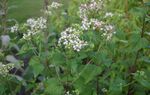 Eupatorium-rugosum-flowers.JPG