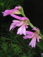 Gladiolus italicus06.jpg