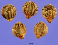 Humulus japonicus (huja).jpg