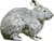 Lepus diazi 02 transparent.png