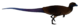 Lesothosaurus diagnosticus mirrored.png