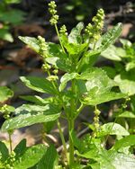 Mercurialis annua 2005.07.11 11.37.49-p7110221.jpg