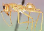 Myrmecocystus mexicanus casent0005421 profile 1.jpg