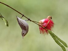 Pale-billed Flowerpecker (48197642231).jpg