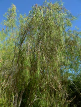 Pittosporum phillyreoides 1.jpg