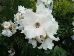 Rosa Sally Holmes1h.UME.JPG