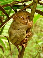 Tarsier Hugs Mossy Branch.jpg