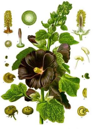 Alcea rosea - Köhler–s Medizinal-Pflanzen-009.jpg
