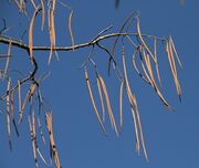 Baden-Baden-Catalpa bignonioides-62-Trompetenbaum-Frucht-2015-gje.jpg