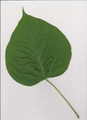 Catalpa speciosa leaf.jpg