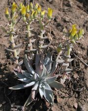 Dudleya verityi
