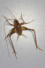Greenhouse Camel Cricket - Diestrammena asynamora, Woodbridge, Virginia.jpg