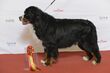 Grupp 2 BERNER SENNENHUND, FI UCH SE UCH Berntiers On Demand (23659980764).jpg