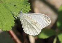 Leptidea morsei - Nature Conservation-001-073-g011.jpg
