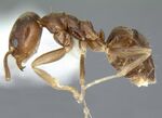 Linepithema fuscum casent0106976 profile 1.jpg