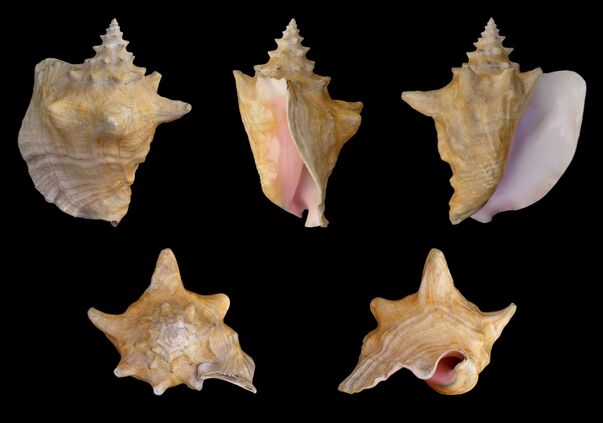 Lobatus gigas 01.jpg
