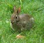 Oryctolagus-cuniculus-and-carrot.png