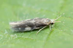 Oxyethira flavicornis f.jpg