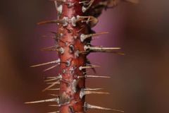 Rosa acicularis 8835.JPG