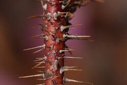 Rosa acicularis 8835.JPG