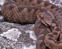 Snake cr 900p.jpg