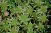 Sphagnum.palustre.jpg
