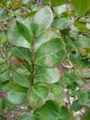 Starr 080716-9502 Lagerstroemia indica.jpg