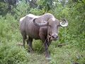 Water-buffalo.jpg