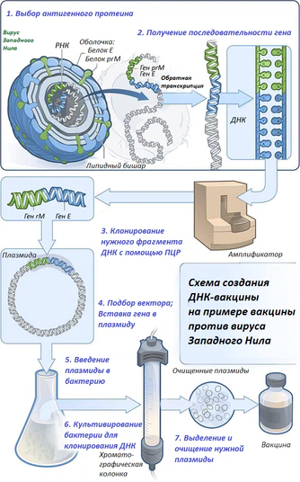 Создание ДНК-вакцины.png
