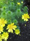 Adonis vernalis 02.jpg
