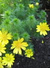 Adonis vernalis 02.jpg