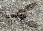 Attopsis longipennis UMJ210962 queen.jpg