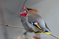 Bombycilla garrulus 1 (Martin Mecnarowski).jpg