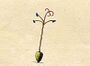 Ehret-Methodus Plantarum Sexualis-U.jpg