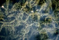 Elodea canadensis2.jpg