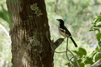 Ethiopian Boubou (Laniarius aethiopicus), Enticho, Ethiopia 1.jpg