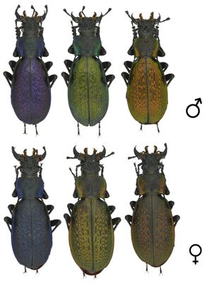 Lafertei lafertei.jpg