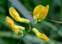Lathyrus pratensis ENBLA03.jpg