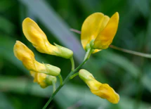 Lathyrus pratensis ENBLA03.jpg