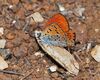 Lycaena thersamon male 1.jpg