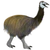 Mullerornis modestus (remaster).png