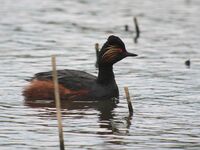 Podiceps nigricollis Hollogne-sur-Geer 2.jpg