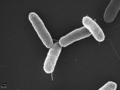 Salmonella typhimurium бол нянгай нэгэн түлөөл